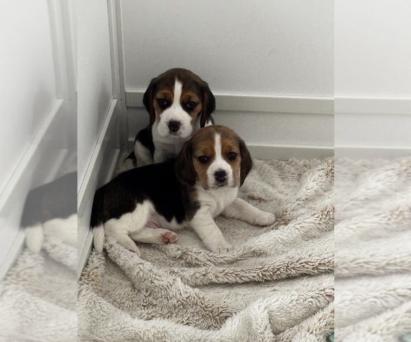 Medium Photo #1 Beagle Puppy For Sale in CHANDLER, AZ, USA