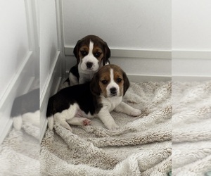Beagle Puppy for sale in CHANDLER, AZ, USA
