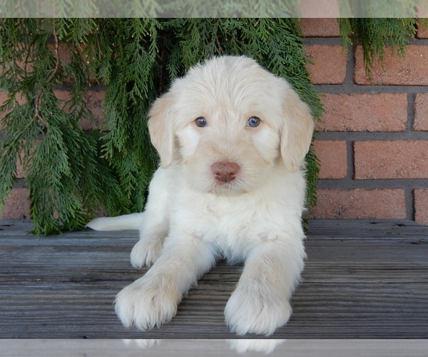 Medium Photo #1 Labradoodle Puppy For Sale in MILLERSBURG, OH, USA