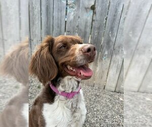 Brittany Dogs for adoption in Curwensville, PA, USA