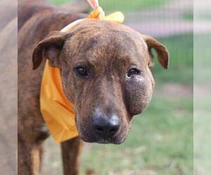 American Staffordshire Terrier-Unknown Mix Dogs for adoption in San Antonio, TX, USA