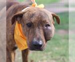 Small American Staffordshire Terrier Mix