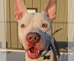 Small #1 American Pit Bull Terrier