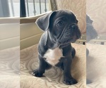 Small Photo #17 French Bulldog Puppy For Sale in CHULA VISTA, CA, USA