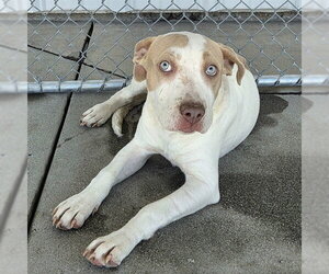 Mutt Dogs for adoption in Bakersfield, CA, USA