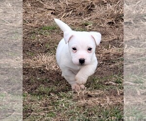 Jack Russell Terrier Puppy for sale in APPLE GROVE, WV, USA