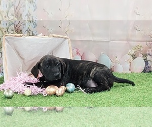 Catahoula Leopard Dog Puppy for sale in CUMBY, TX, USA
