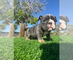 Small #6 English Bulldog