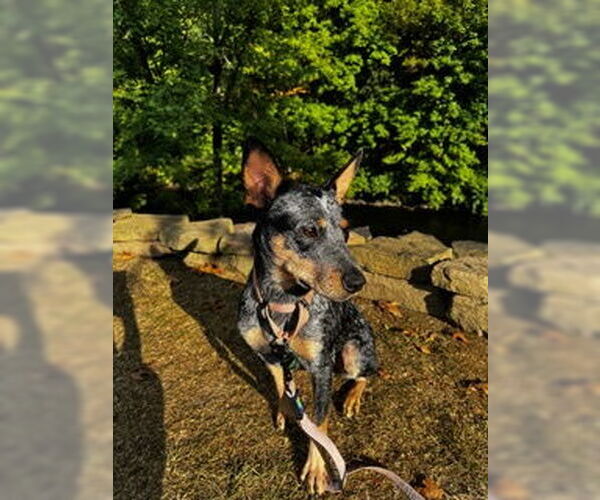 Medium Photo #4 Mutt Puppy For Sale in Garden City, NY, USA