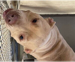 Mutt Dogs for adoption in Sanford, FL, USA