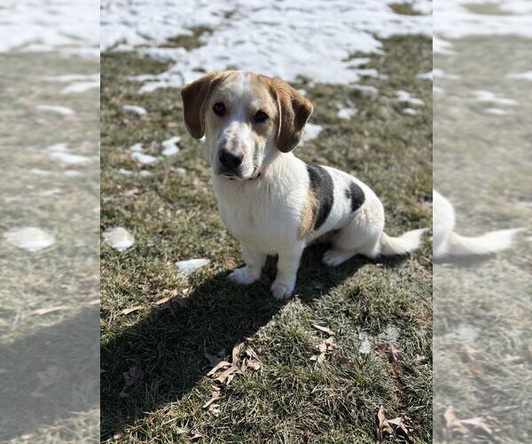 Medium Photo #1 Bassetdor Puppy For Sale in Aurora, IN, USA