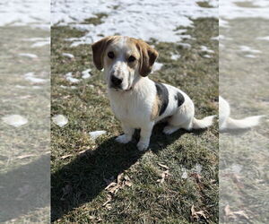 Bassetdor Dogs for adoption in Aurora, IN, USA