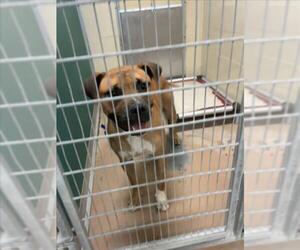 Boxer-Unknown Mix Dogs for adoption in Texas City, TX, USA