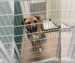 Small Boxer Mix