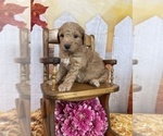 Small Photo #49 Aussiedoodle Puppy For Sale in COMMERCE, MI, USA