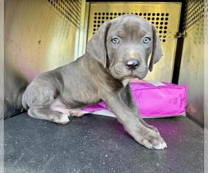 Mutt Dogs for adoption in Woodland, CA, USA