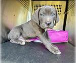 Small Mutt