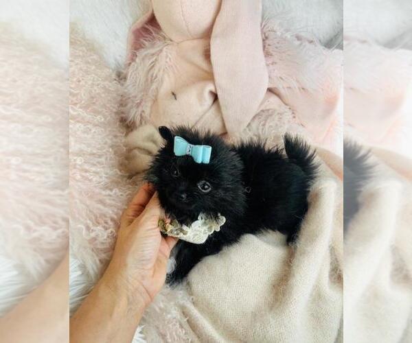 Medium Photo #10 Pomeranian Puppy For Sale in MIAMI, FL, USA