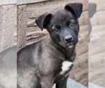 Small #4 Labrador Retriever Mix