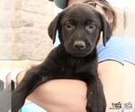 Small #1 Labrador Retriever Mix
