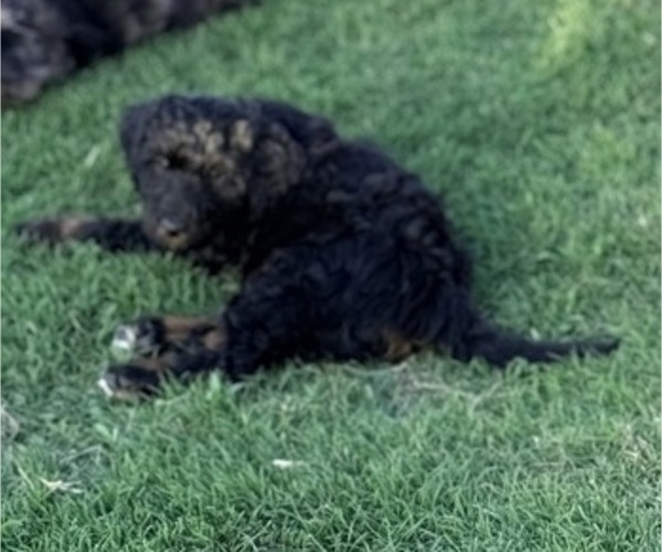 Medium Photo #4 Aussie-Poo-Bernedoodle Mix Puppy For Sale in LEXINGTON, SC, USA