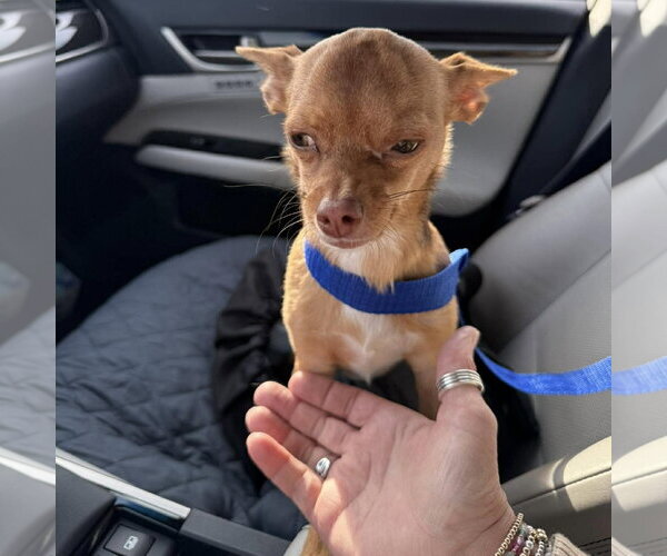 Medium Photo #2 Chihuahua Puppy For Sale in Spring Lake, NC, USA