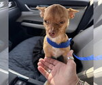 Small #1 Chihuahua