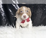 Small #2 Dachshund