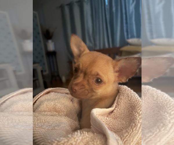 Medium Photo #1 Chihuahua Puppy For Sale in EAU CLAIRE, WI, USA