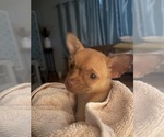 Small Chihuahua