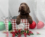 Small Photo #5 Labrador Retriever Puppy For Sale in HOLLY SPRINGS, NC, USA