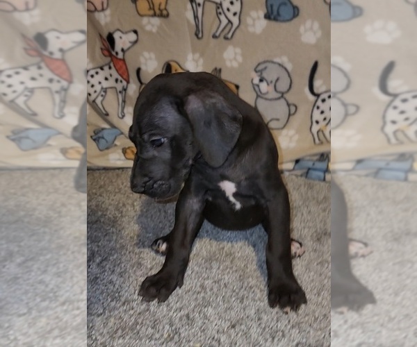 Medium Photo #2 Great Dane Puppy For Sale in DENHAM SPRINGS, LA, USA