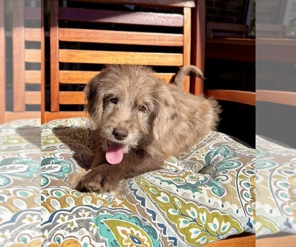 Medium Photo #3 Labradoodle Puppy For Sale in NOBLESVILLE, IN, USA