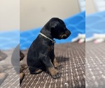Small #4 Doberman Pinscher