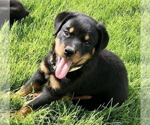 Rottweiler Puppy for Sale in BRIGHTON, Colorado USA