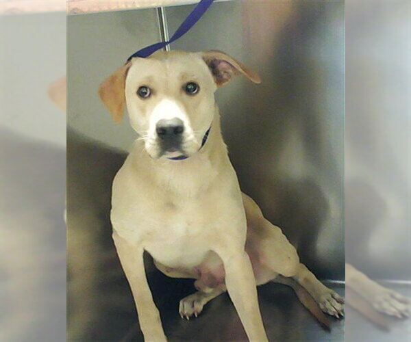 Medium Photo #1 Labrador Retriever-Unknown Mix Puppy For Sale in Fayetteville, NC, USA