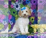 Small Photo #3 Goldendoodle (Miniature) Puppy For Sale in BIRD IN HAND, PA, USA