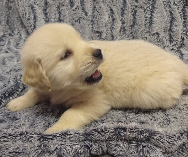 Medium Photo #8 English Cream Golden Retriever Puppy For Sale in PROSPECT, VA, USA