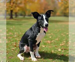Rhett 26/661 - Male Mutt Dog for Adoption - Photo #7