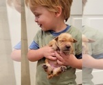 Small Photo #8 Golden Retriever Puppy For Sale in CHINO HILLS, CA, USA