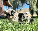 Small Photo #5 Miniature Australian Shepherd Puppy For Sale in TONASKET, WA, USA