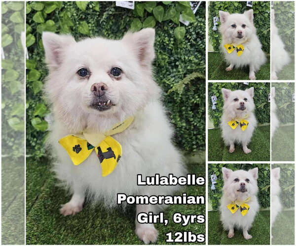 Medium Photo #1 Pomeranian Puppy For Sale in Seattle, WA, USA