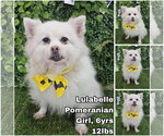 Lulabelle from Korea - Female Pomeranian Dog for Adoption - Small photo