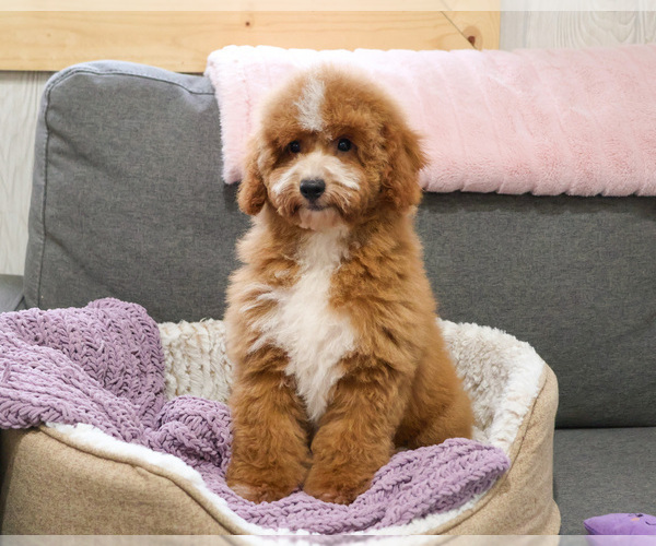 Medium Photo #15 Goldendoodle mix (+ Poodle Miniature) Puppy For Sale in SYRACUSE, IN, USA