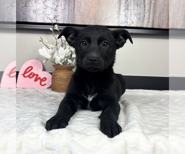 Medium Photo #2 Border Collie Puppy For Sale in FRANKLIN, IN, USA