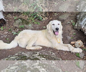 Great Pyrenees Dogs for adoption in Croydon, NH, USA