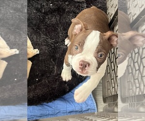 Boston Terrier Puppy for Sale in PLAINFIELD, Indiana USA