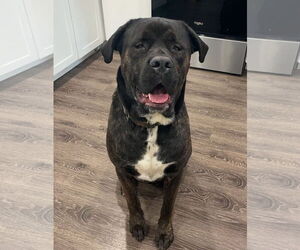 Medium Mastiff Mix