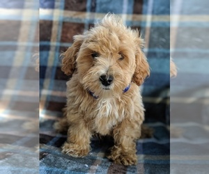 Lhasa-Poo Puppy for sale in LANCASTER, PA, USA
