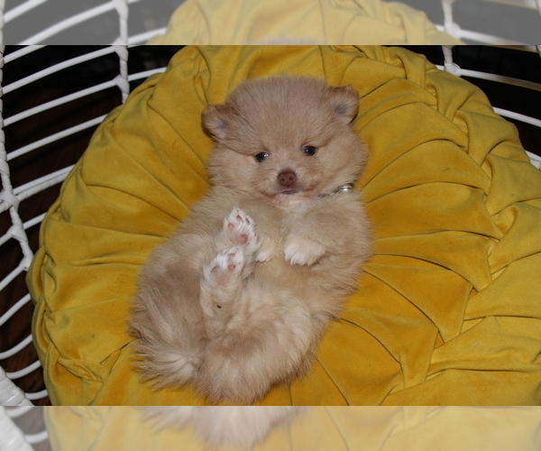 Medium Photo #3 Pomeranian Puppy For Sale in COLUMBIA, MO, USA
